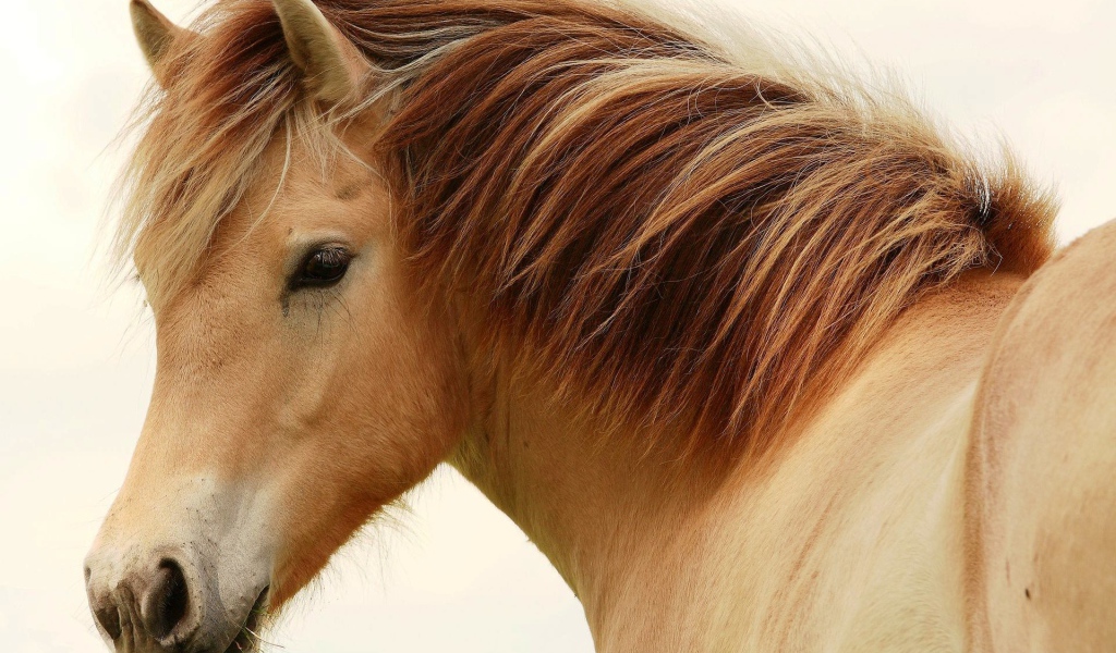 Великие лошади