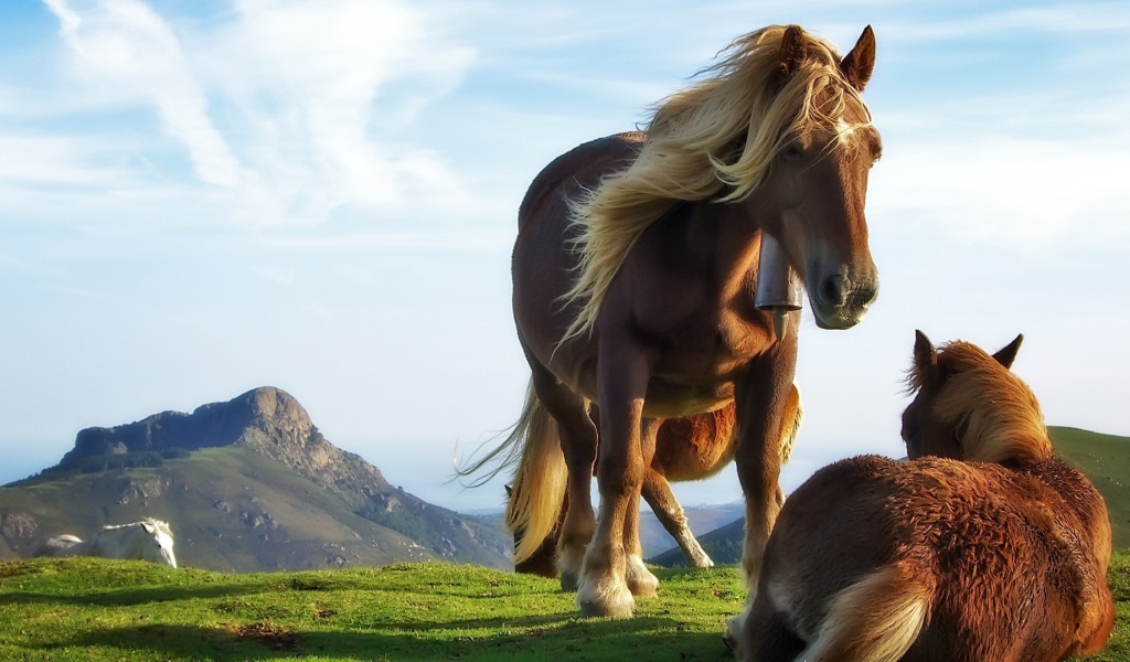Лошадь и жеребенок на траве