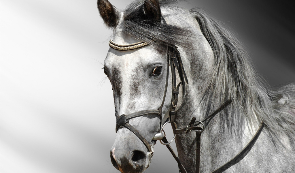 Голова лошади