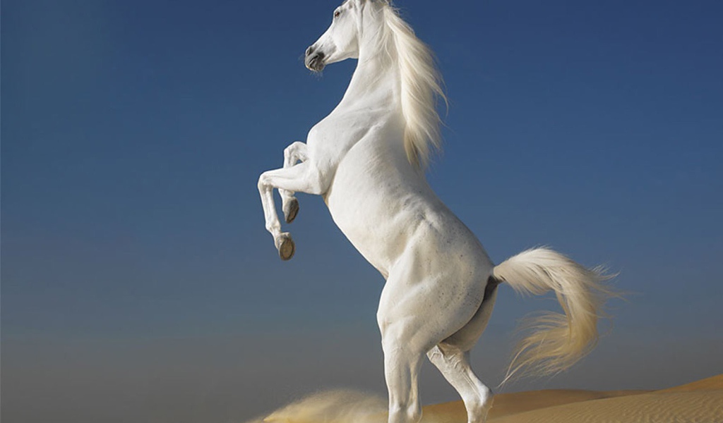 Самая красивая лошадь в мире