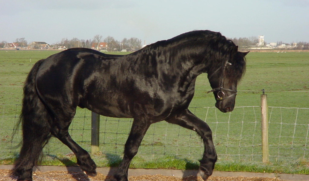 Самая дорогая лошадь