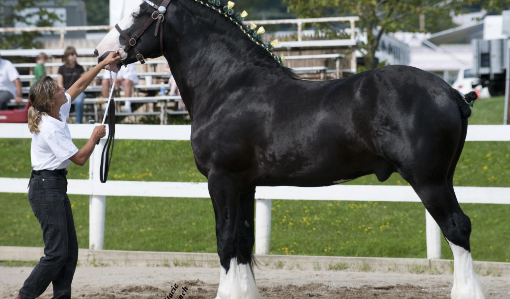 Самая большая в мире лошадь