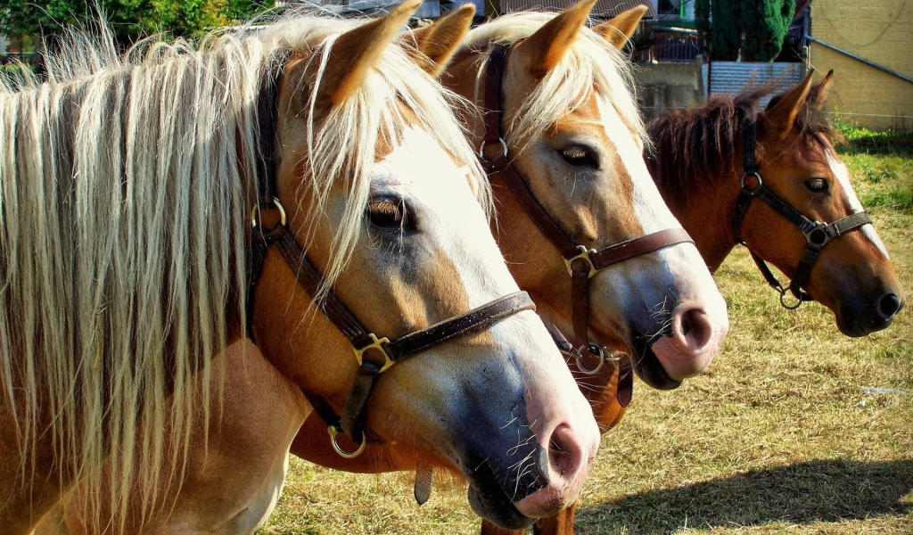 Чистокровные лошади