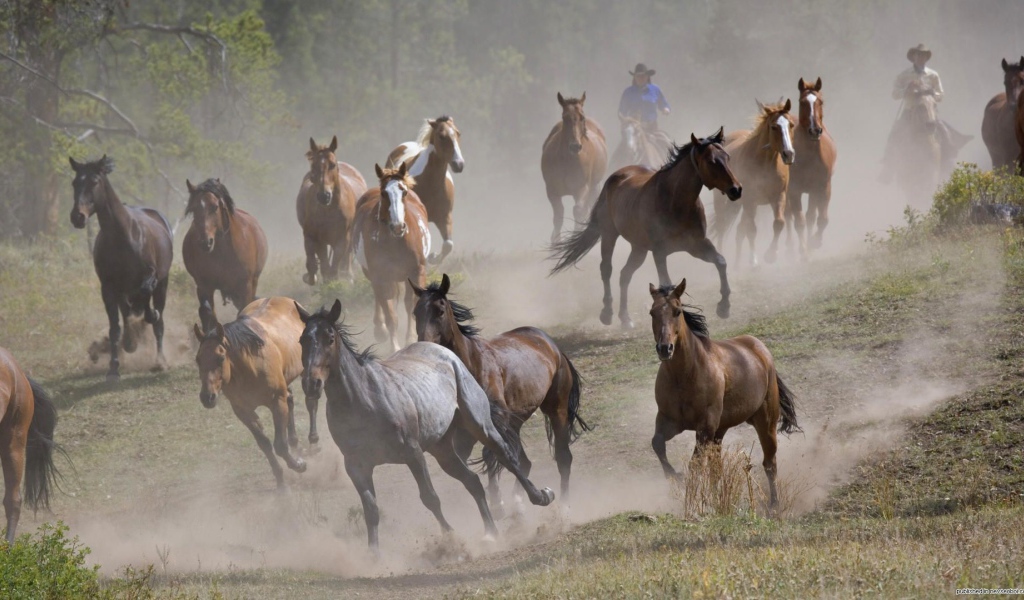 Тысяча лошадей