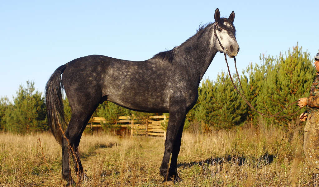 Рысистые лошади