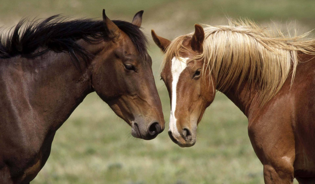 Две коричневые лошади
