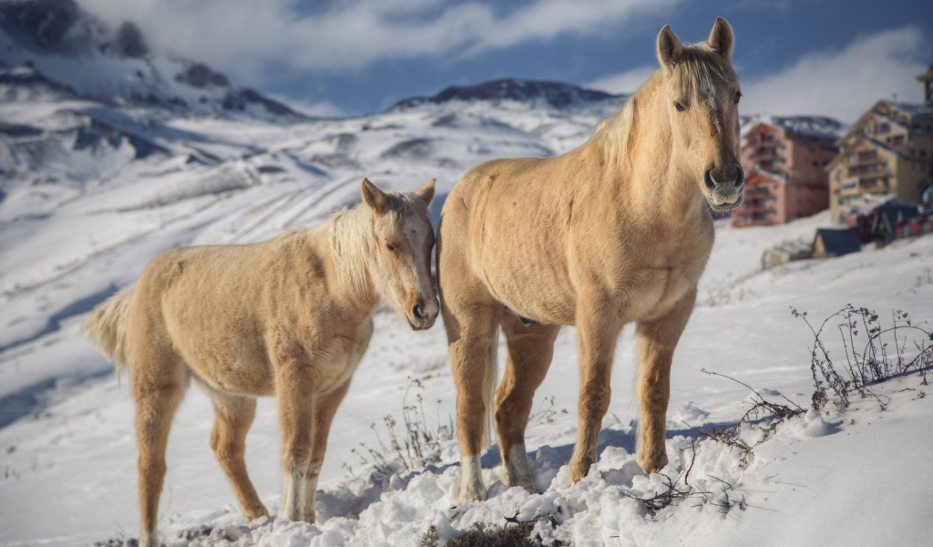 Две лошади зимой на снегу