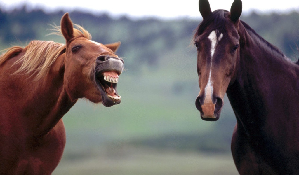 Злая лошадь