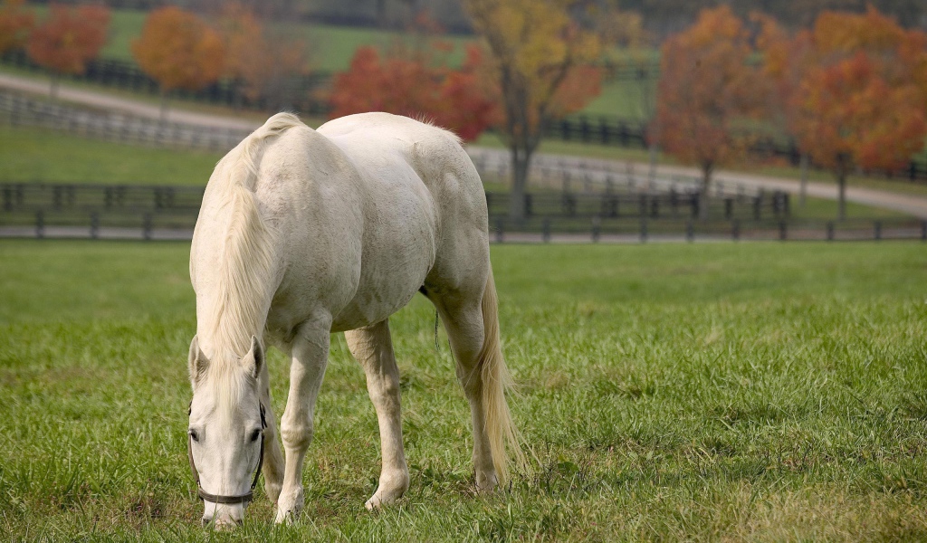 Лошадь рабочая