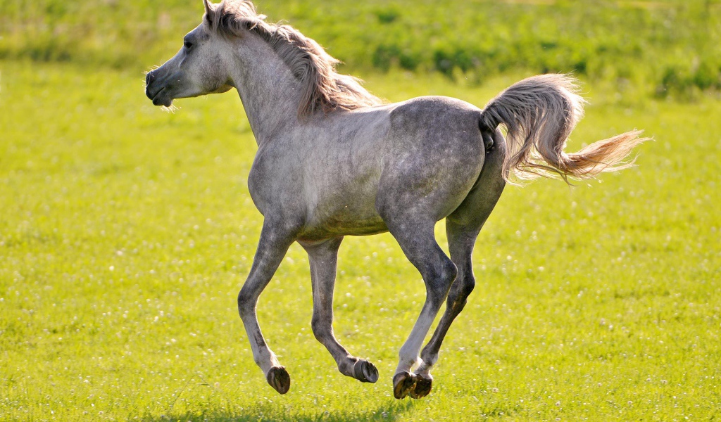 Молодая лошадь