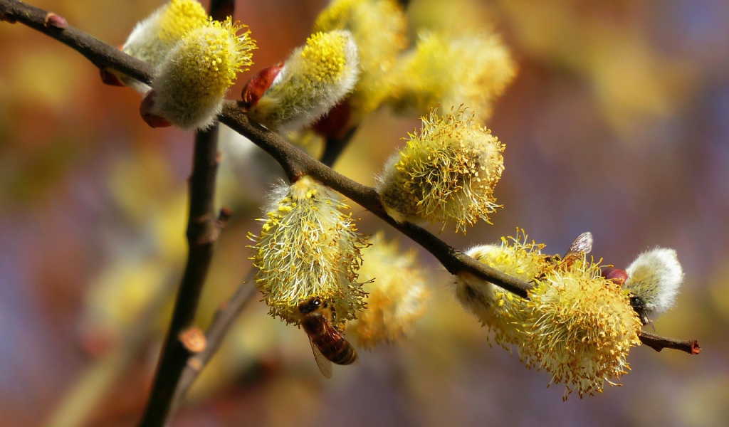 Пчела сидит на вербе