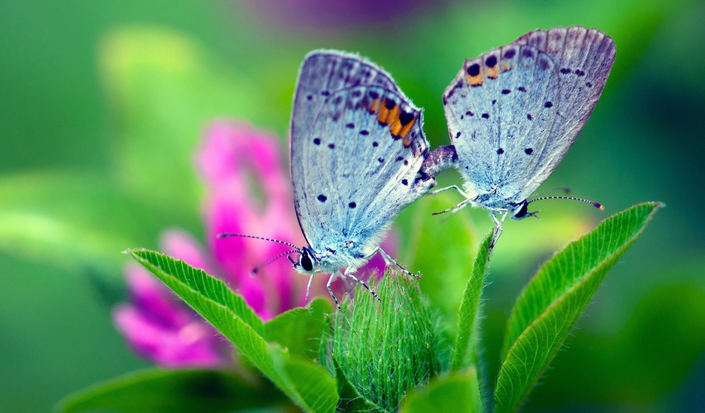 Пара бабочек