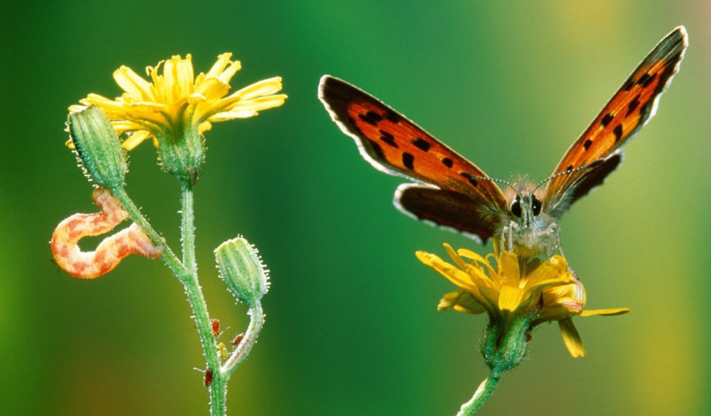 Бабочка и гусеница