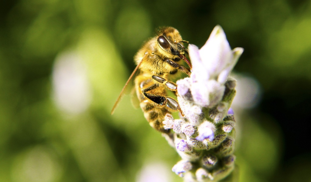 Пчела с цветка собирает мед