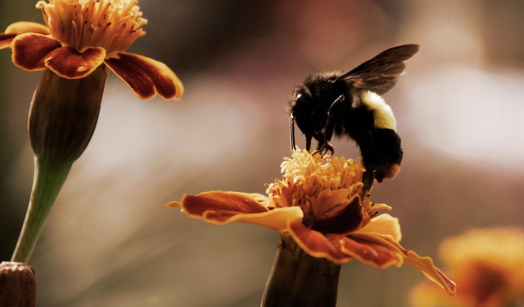 Пчела собирает мед