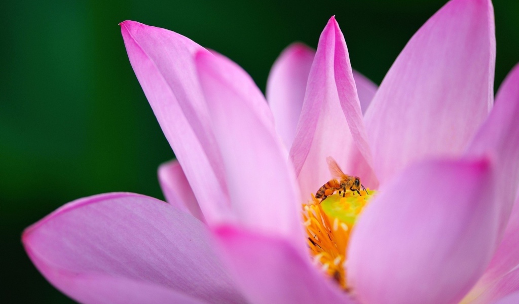 Пчела на лилии