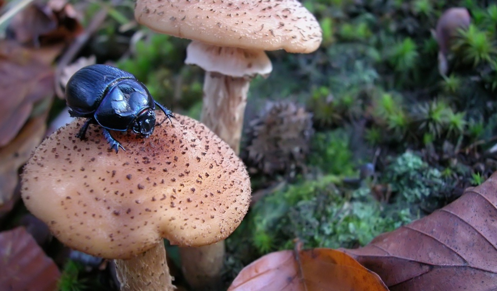 Жук сидит на грибе