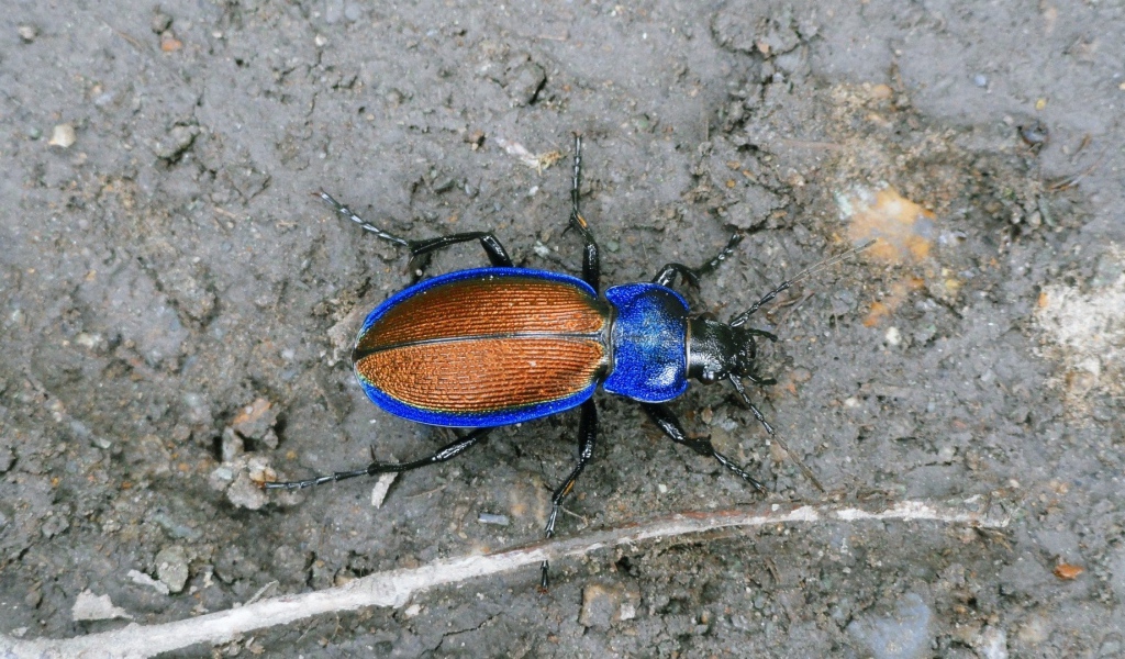 Синий жук