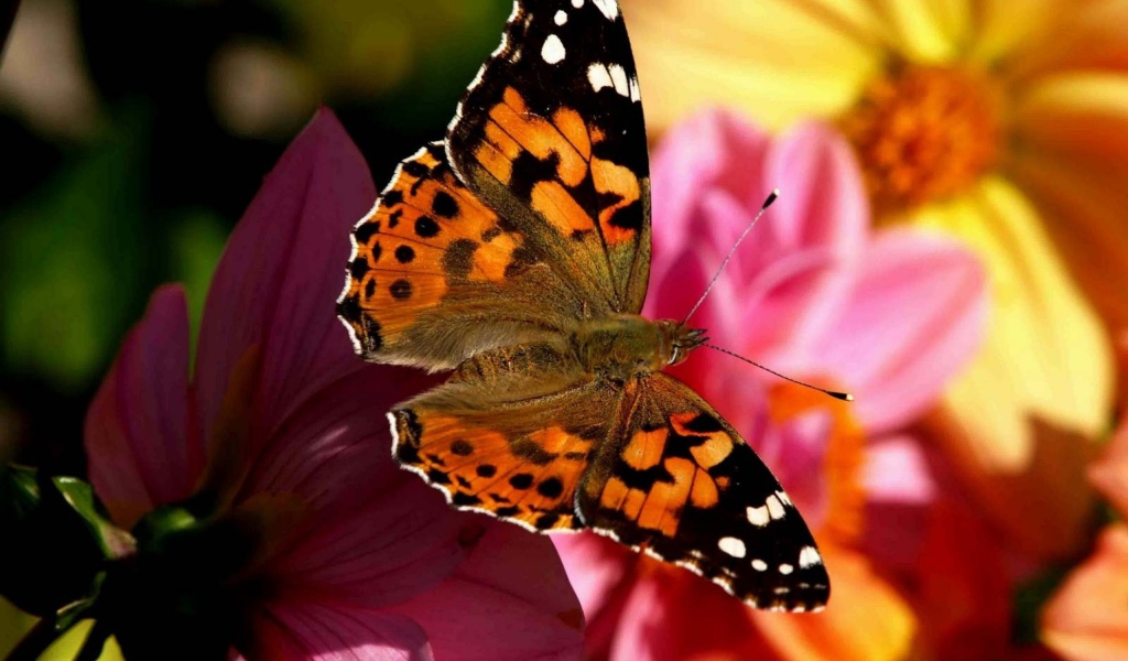 Бабочка в полете