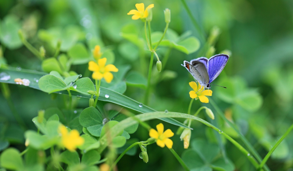 Бабочка в зелени