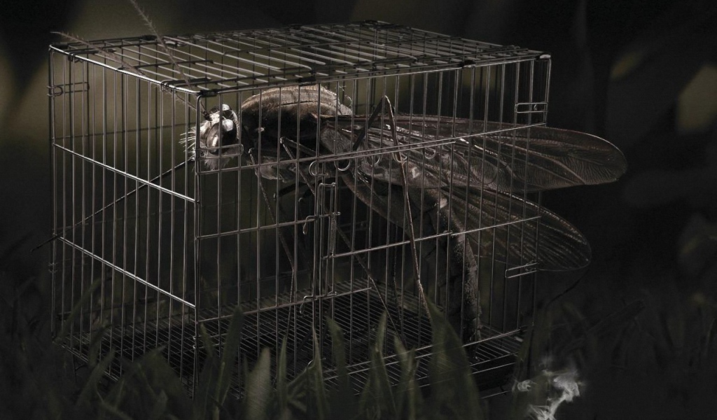 Стрекоза в клетке