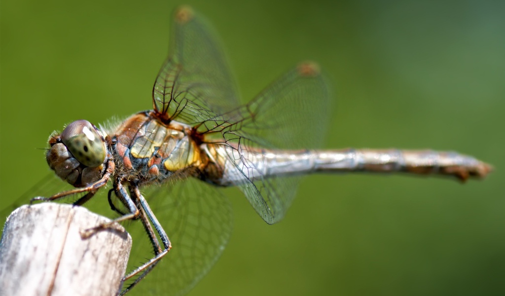 Стрекоза сидит