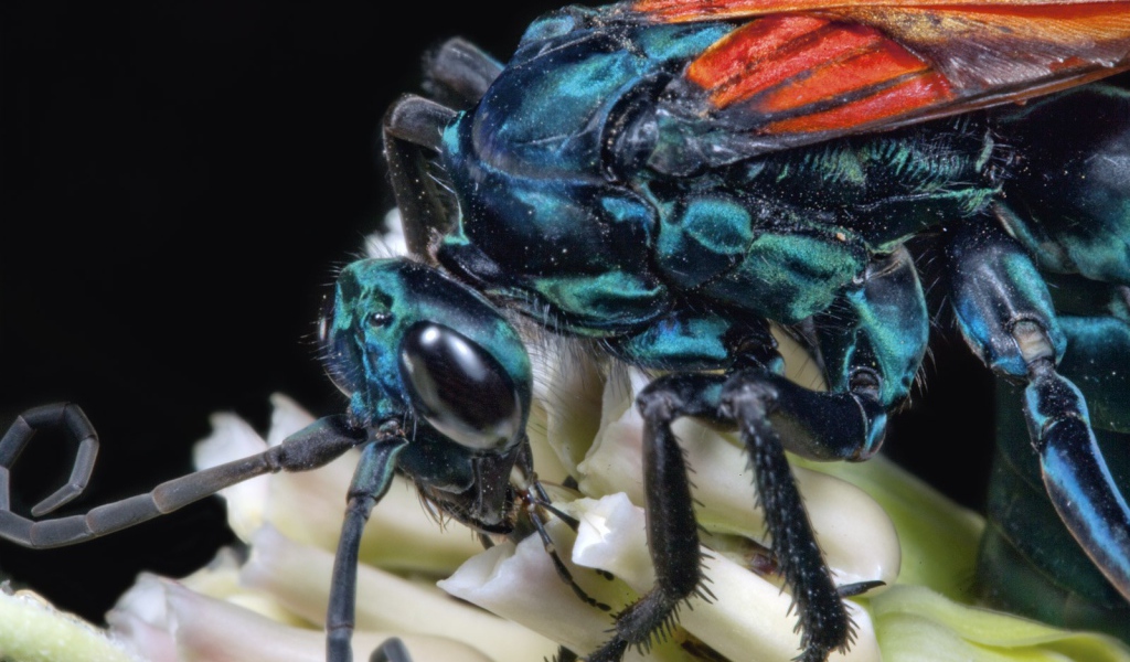 Муха крупным планом