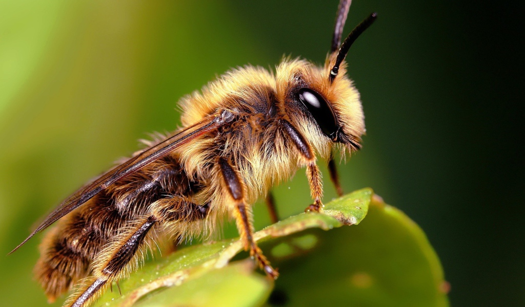 Насекомое на листке