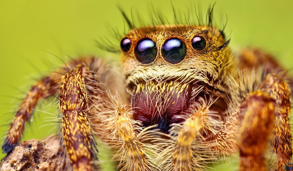 Взгляд паука