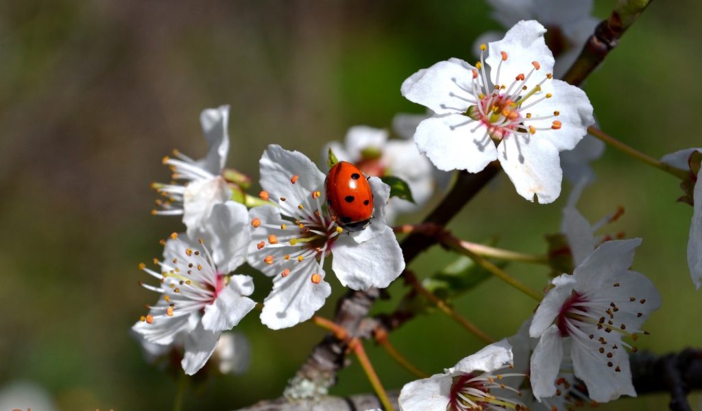 Божья коровка на яблоне