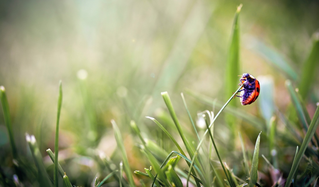 Божья коровка на травинке