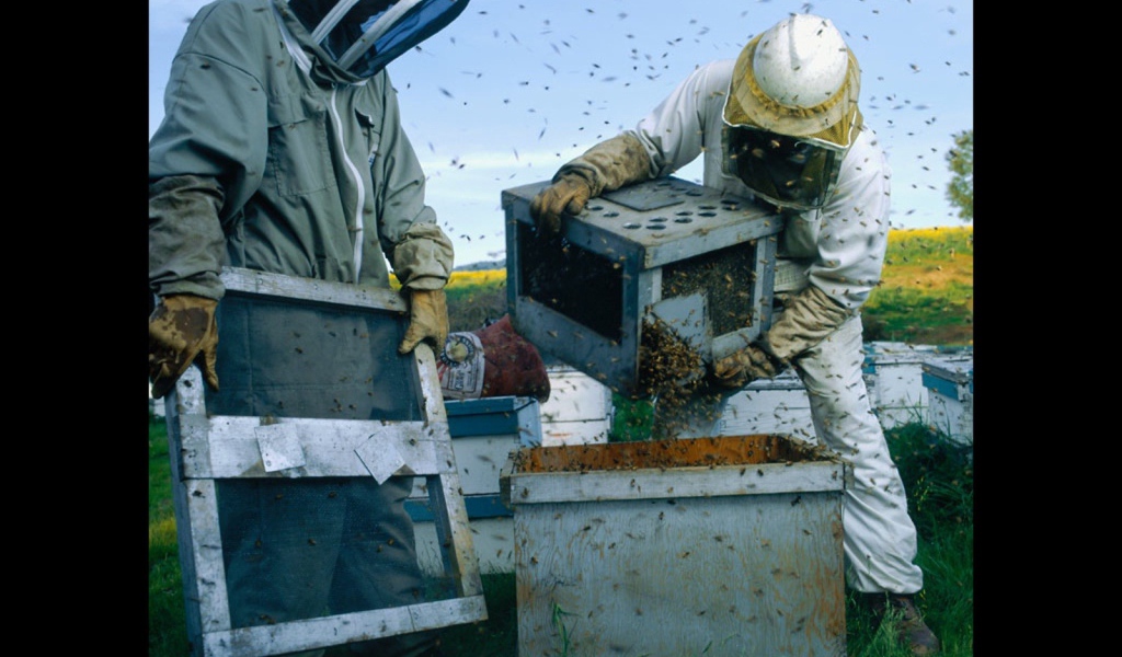 Высадка пчел в улей