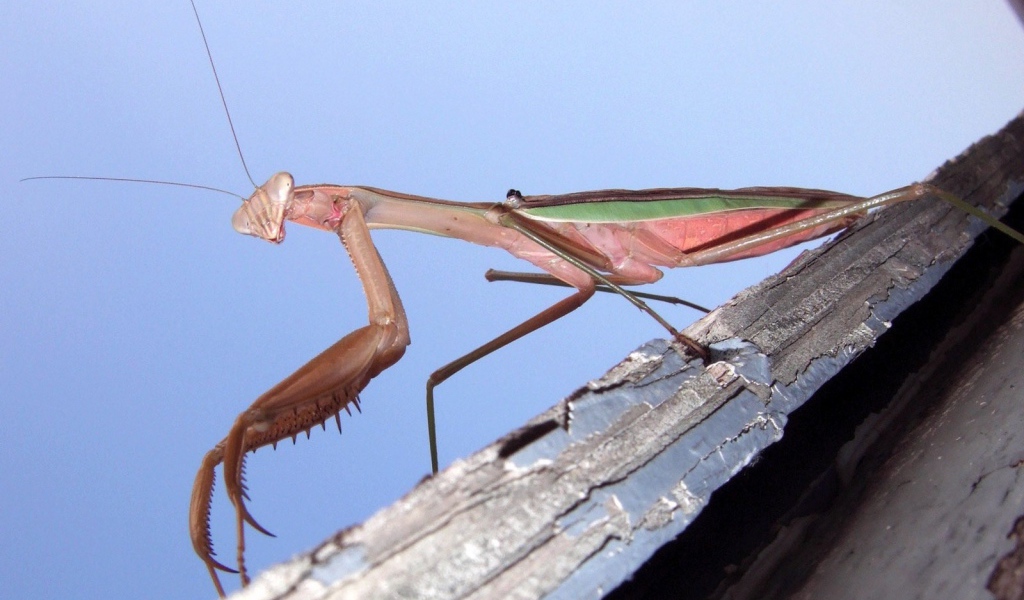 Насекомое богомол