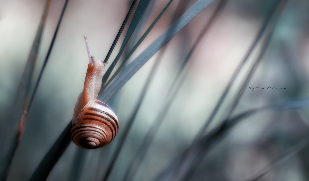 Улитка сидит на траве 