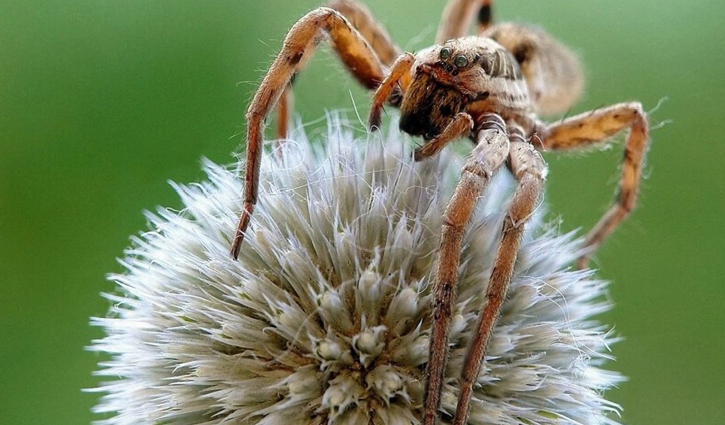 Паук на круглом цветке