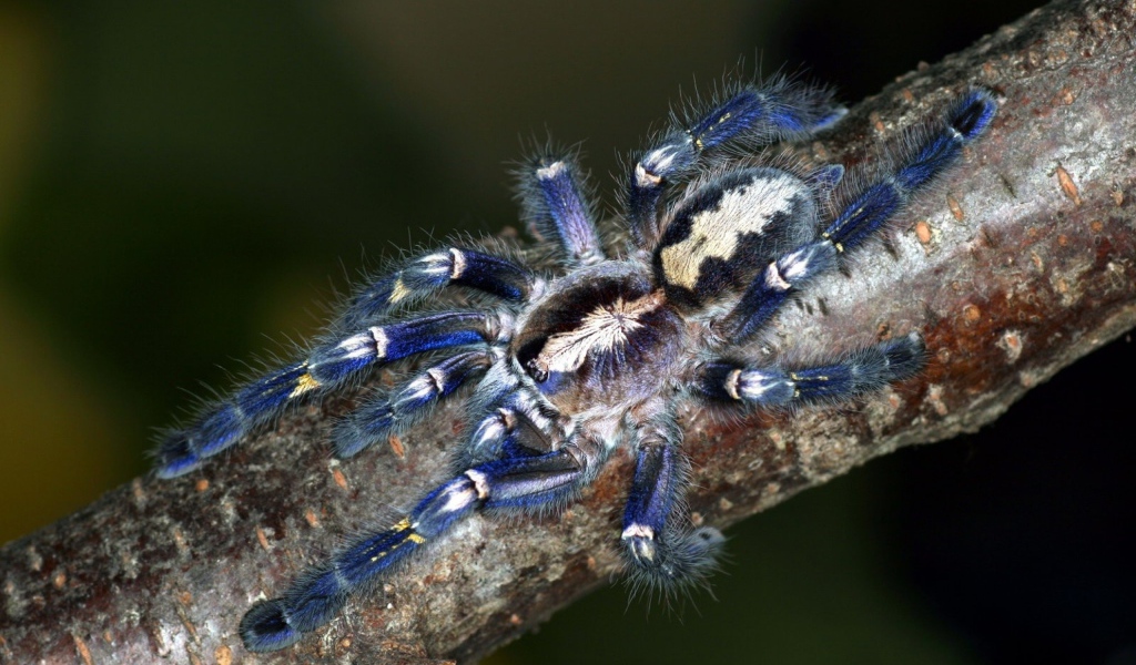 Паук на ветке