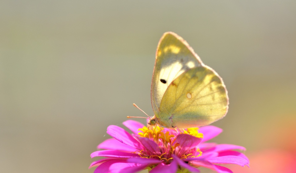 Желтая бабочка на розовом цветке