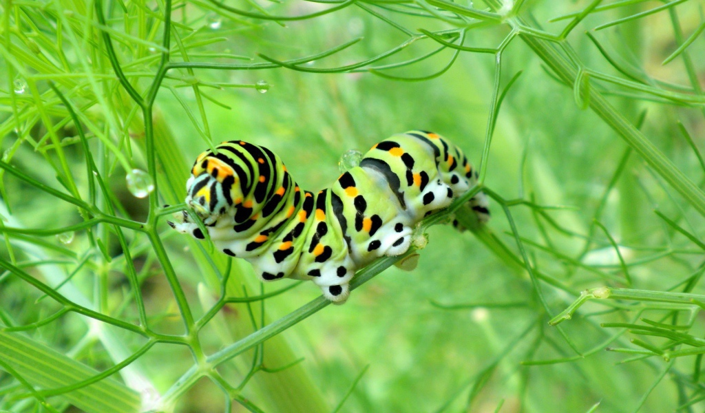 Желтая гусеница ест траву