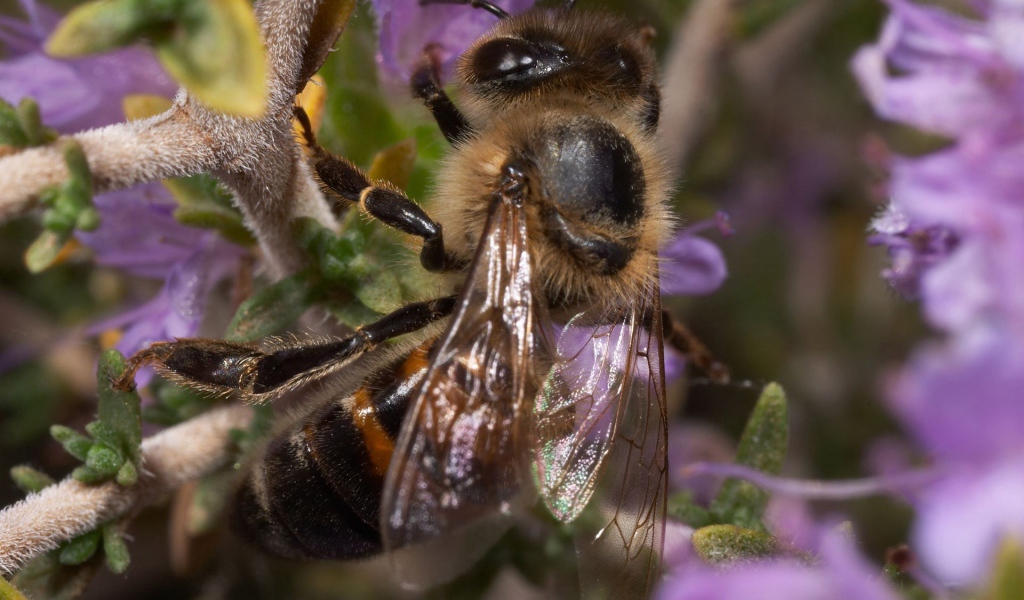 Пчела сидит на ветке
