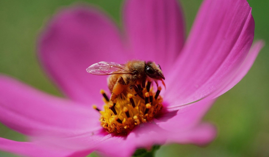 	 Bee on a flower melliferous