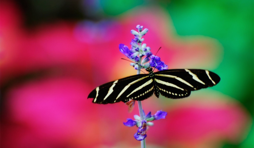 Черно белая бабочка