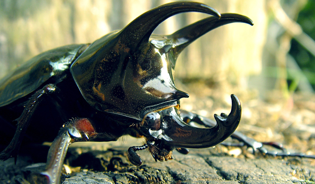 Большой рогатый жук