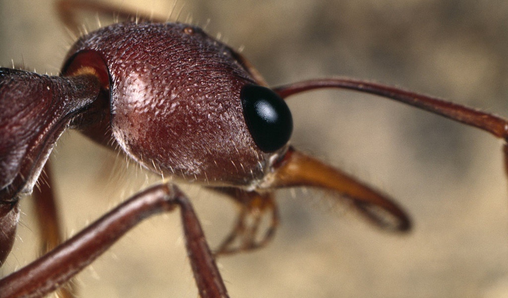 Голова муравья