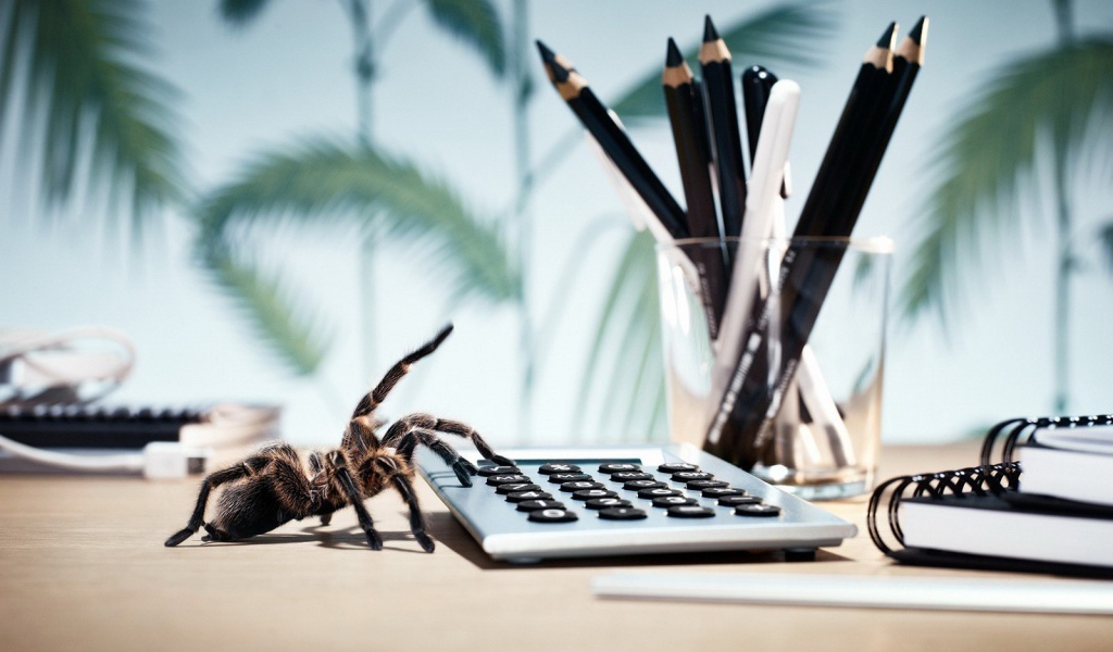Паук у калькулятора