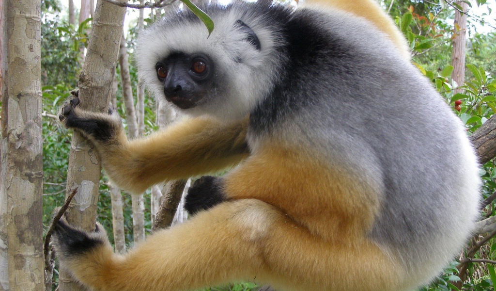 Обезьяна лезет на дерево