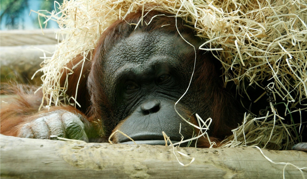 Горилла спряталась