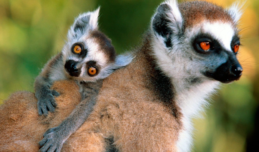Лемур с детенышем на спине