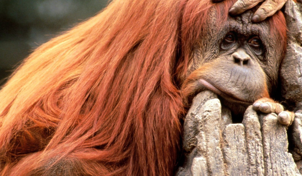 Что то я сегодня плохо выгляжу