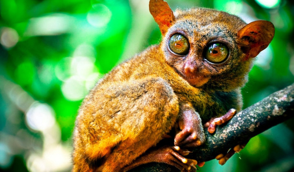 Животное из Малазии