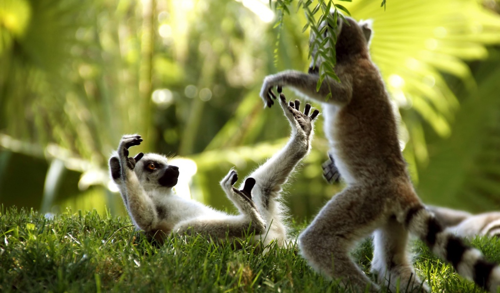 Лемуры играют